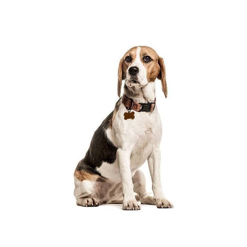 Médaille chien à graver — vue 1