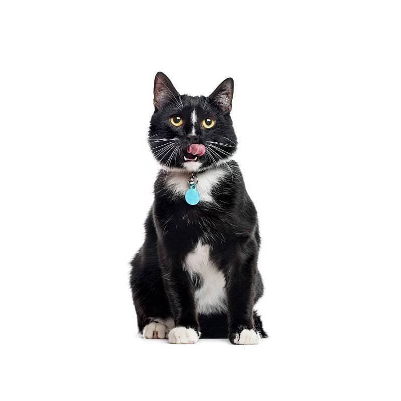 Médaille chat